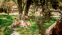 Safari Park