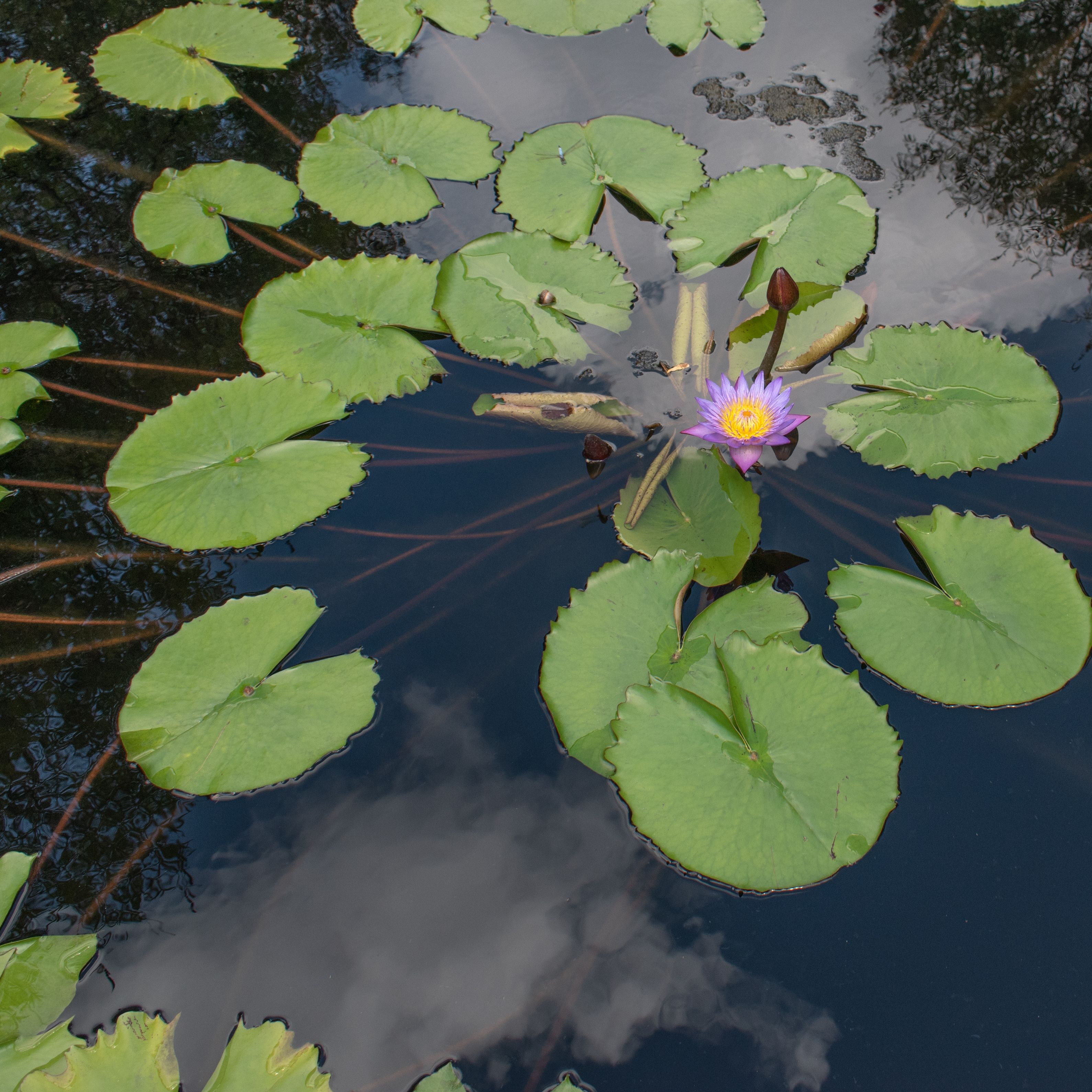 Purple water lily blooming among green lily pads on a pond