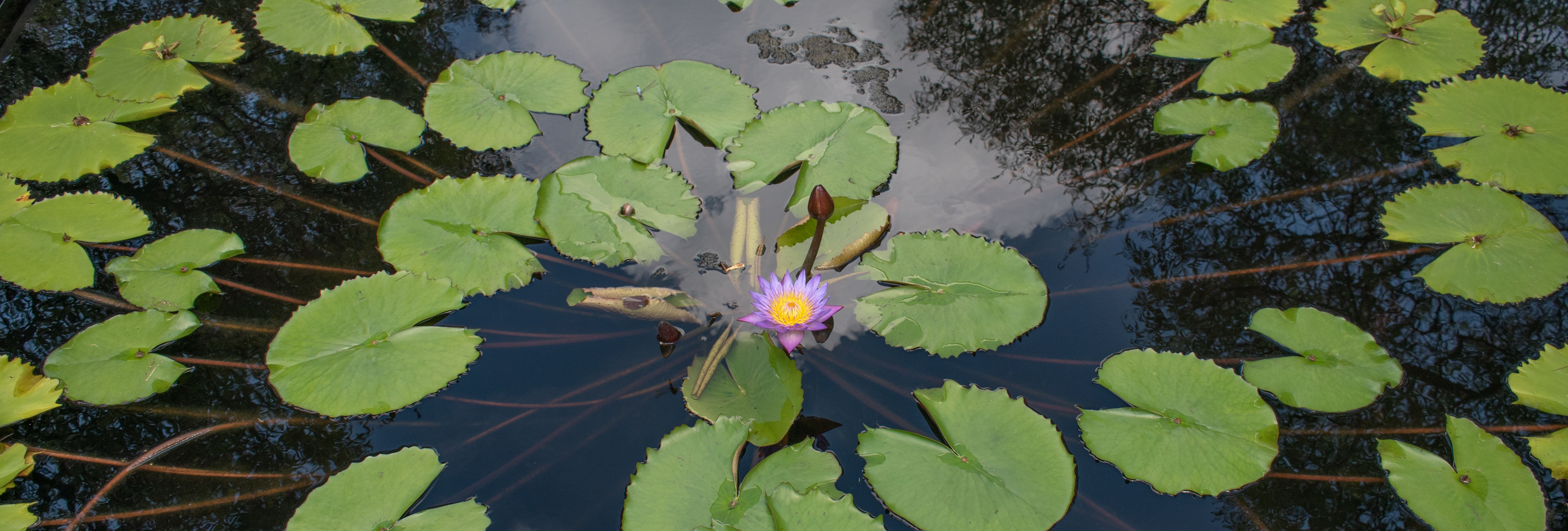 Purple water lily blooming among green lily pads on a pond
