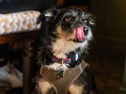 Dog under the table