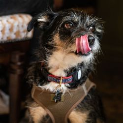 Dog under the table