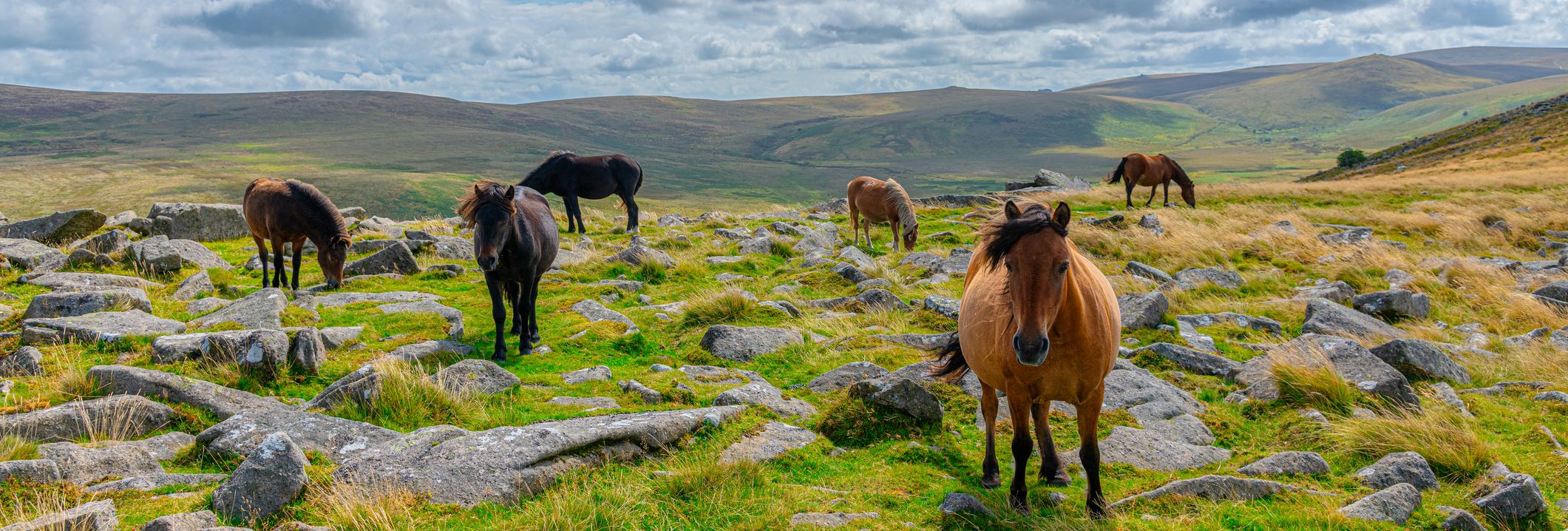 Horses on dartmoor