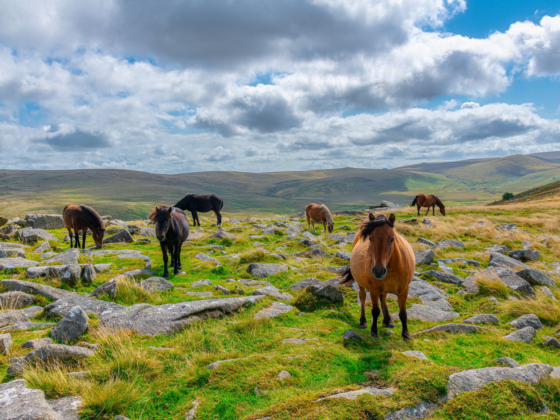 Horses on dartmoor