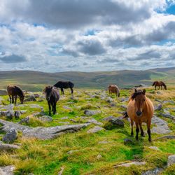 Horses on dartmoor