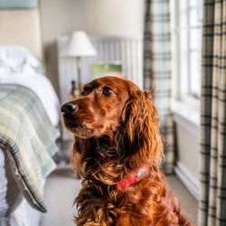 Dog in bedroom