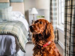 Dog in bedroom