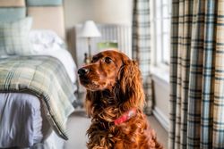 Dog in bedroom