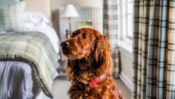 Dog in bedroom