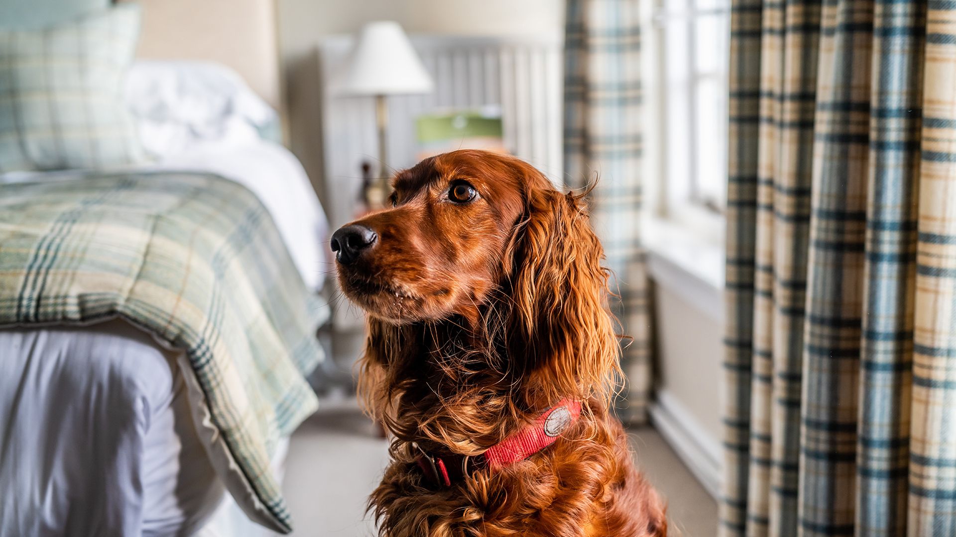 Dog in bedroom