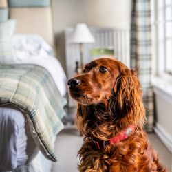 Dog in bedroom