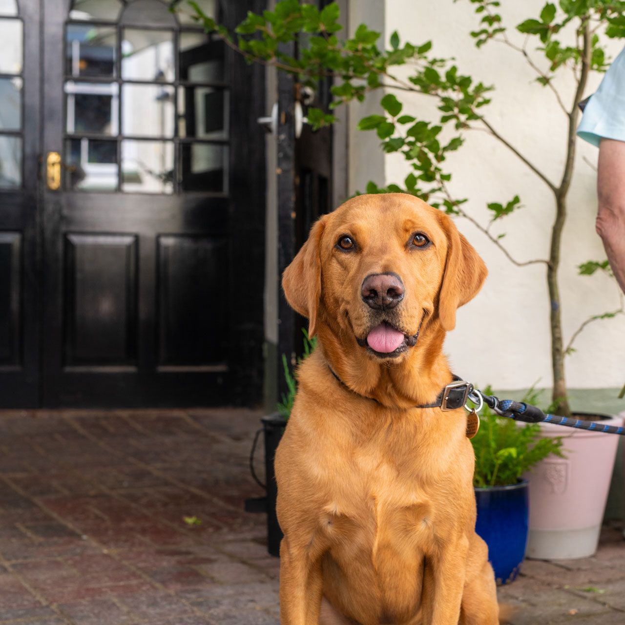 A golden Labrador sits on a brick patio, tongue out, next to a seated person holding its leash. Behind them is a black door and potted plants.
