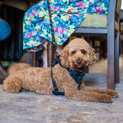 A small curly-haired brown dog in a harness lies on a carpeted floor beside a person wearing a colorful floral skirt seated at a wooden dining table.
