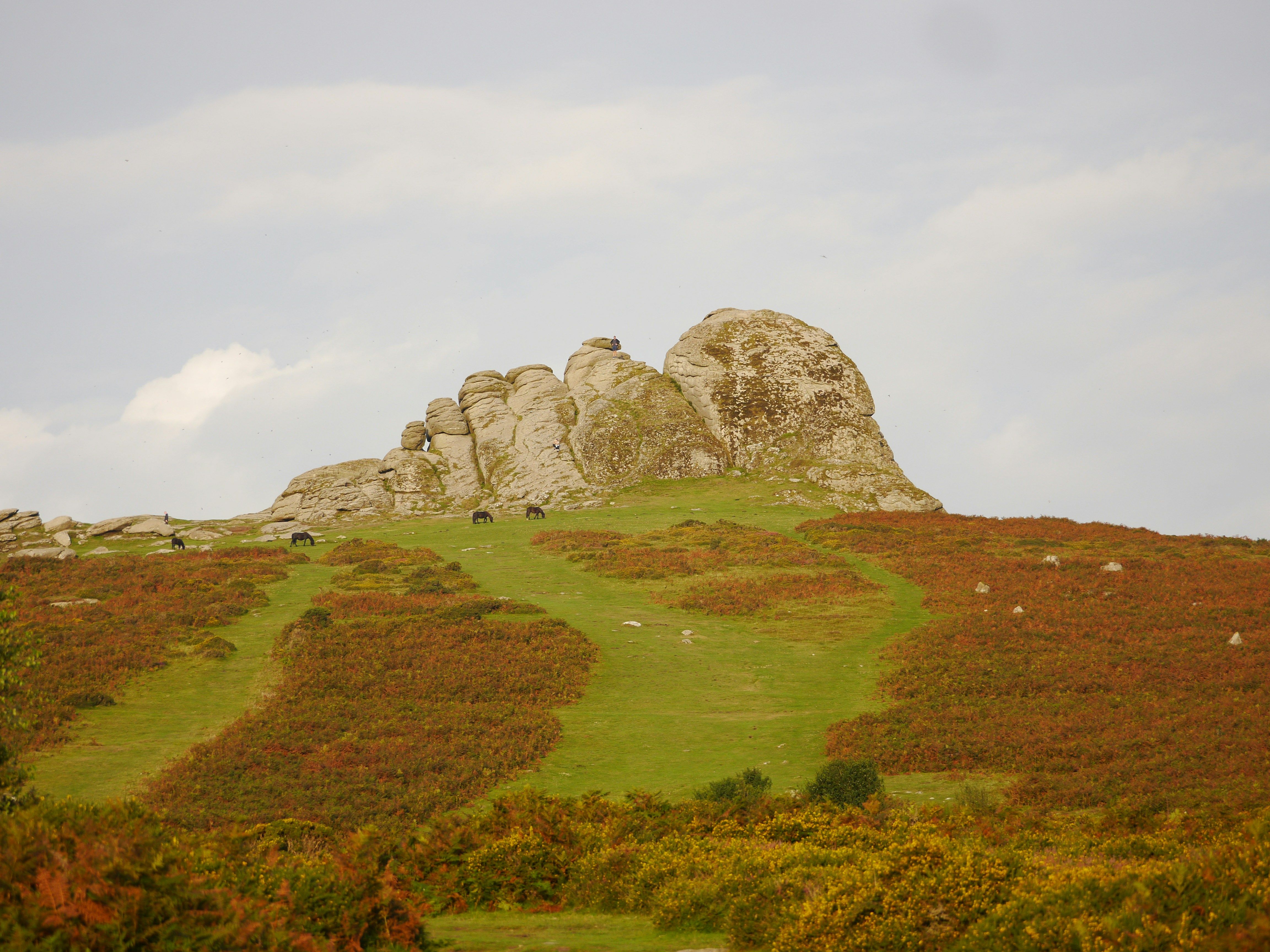 Granite rock formations rise above a green hillside dotted with Dartmoor ponies and autumn-coloured bracken, set against a pale blue sky.