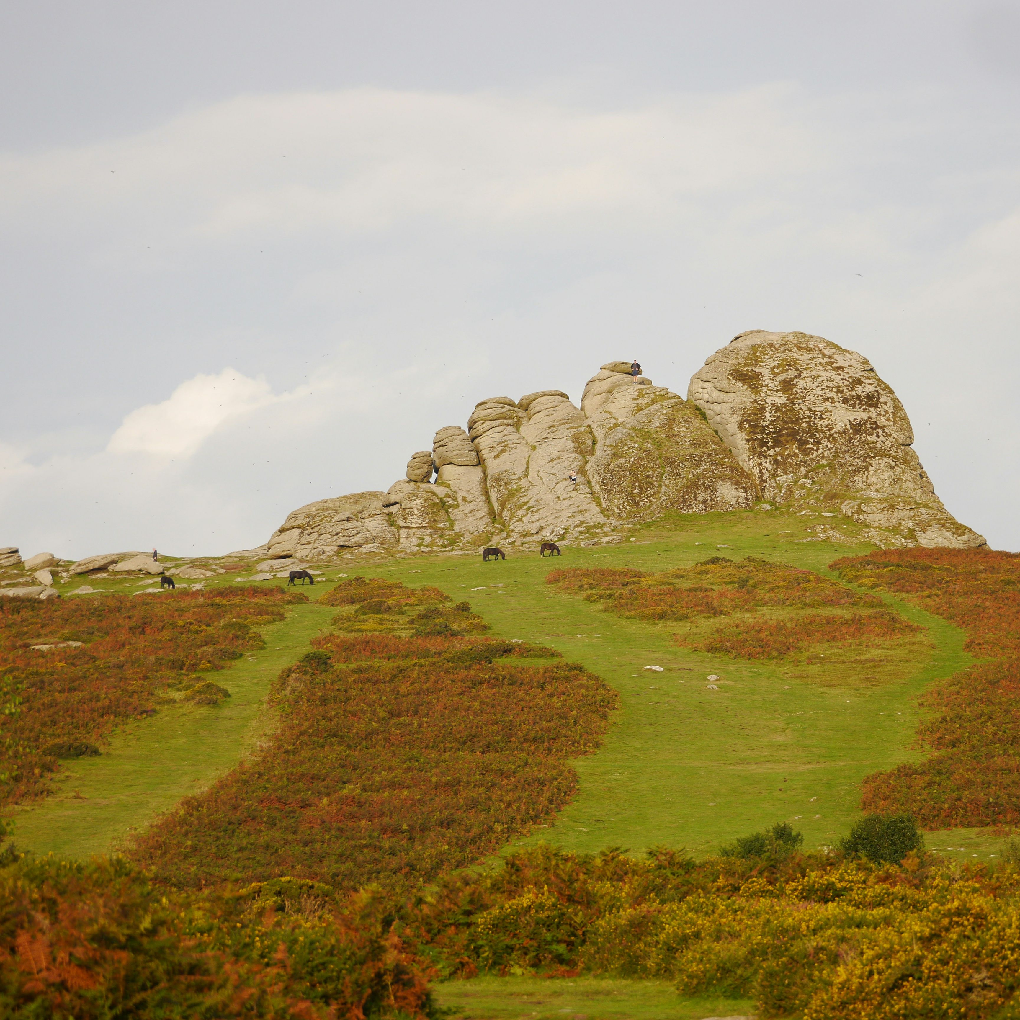 Granite rock formations rise above a green hillside dotted with Dartmoor ponies and autumn-coloured bracken, set against a pale blue sky.