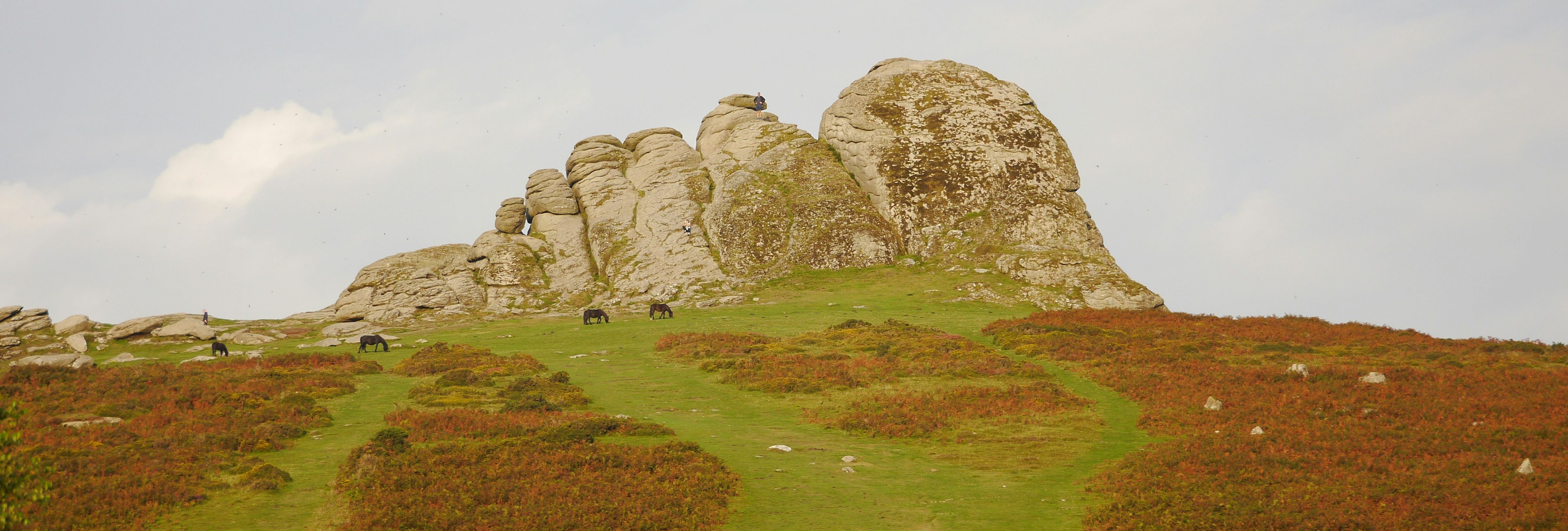Granite rock formations rise above a green hillside dotted with Dartmoor ponies and autumn-coloured bracken, set against a pale blue sky.