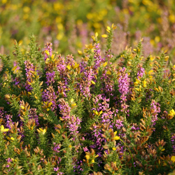 Close-up of vibrant moorland vegetation with clusters of purple heather and yellow gorse flowers growing densely under warm sunlight.