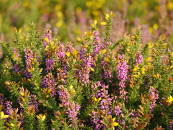 Close-up of vibrant moorland vegetation with clusters of purple heather and yellow gorse flowers growing densely under warm sunlight.