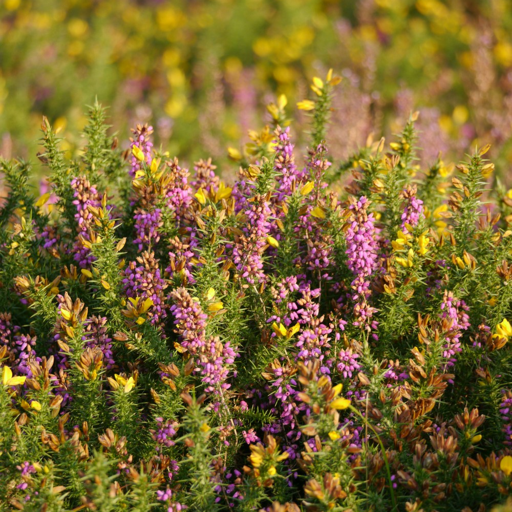 Close-up of vibrant moorland vegetation with clusters of purple heather and yellow gorse flowers growing densely under warm sunlight.