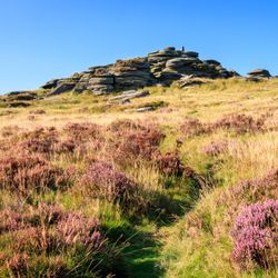 Bellever Tor on Dartmoor, Devon. A granite tor in the foreground, with moorland and bright purple heather in the foreground on a bright and sunny day.