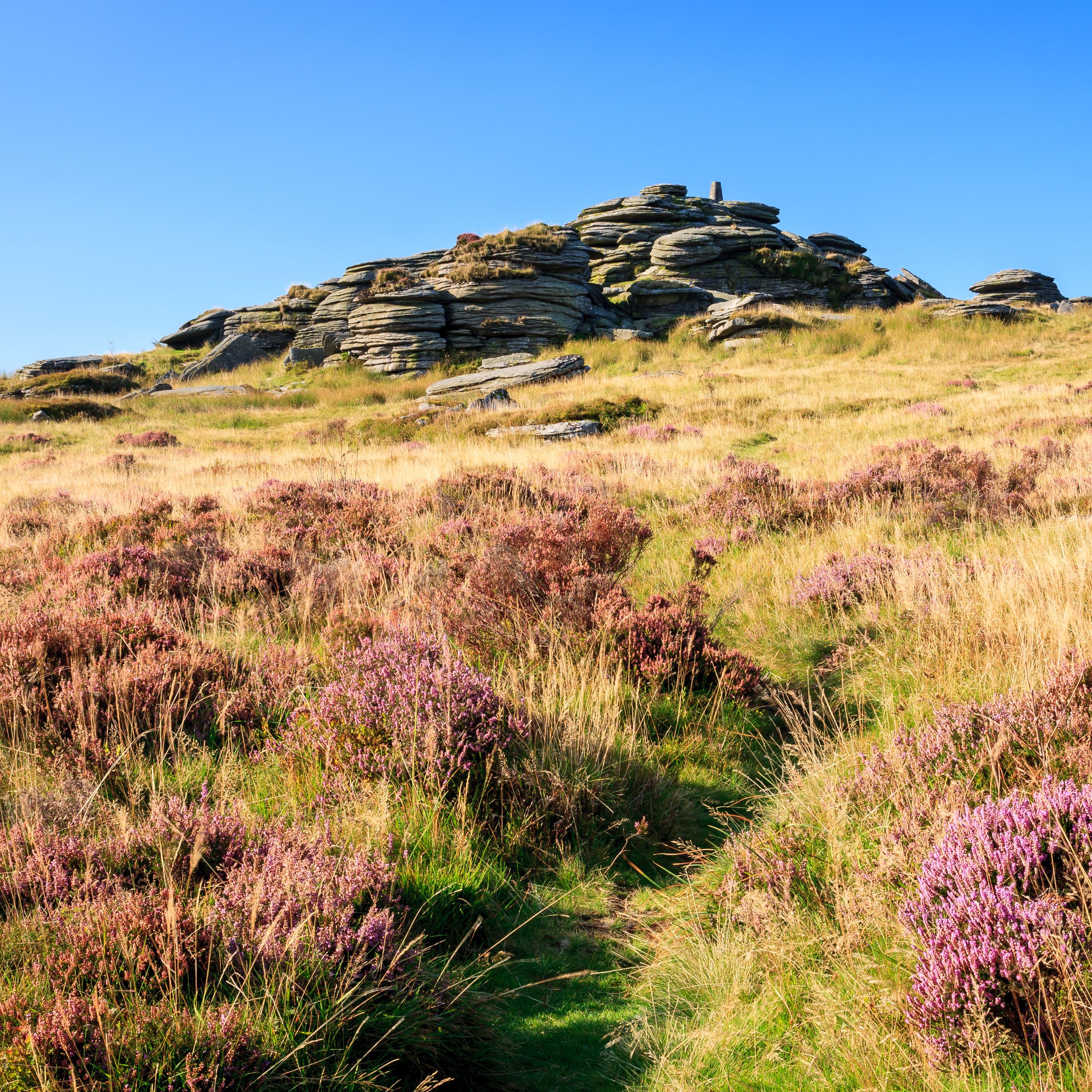 Bellever Tor on Dartmoor, Devon. A granite tor in the foreground, with moorland and bright purple heather in the foreground on a bright and sunny day.