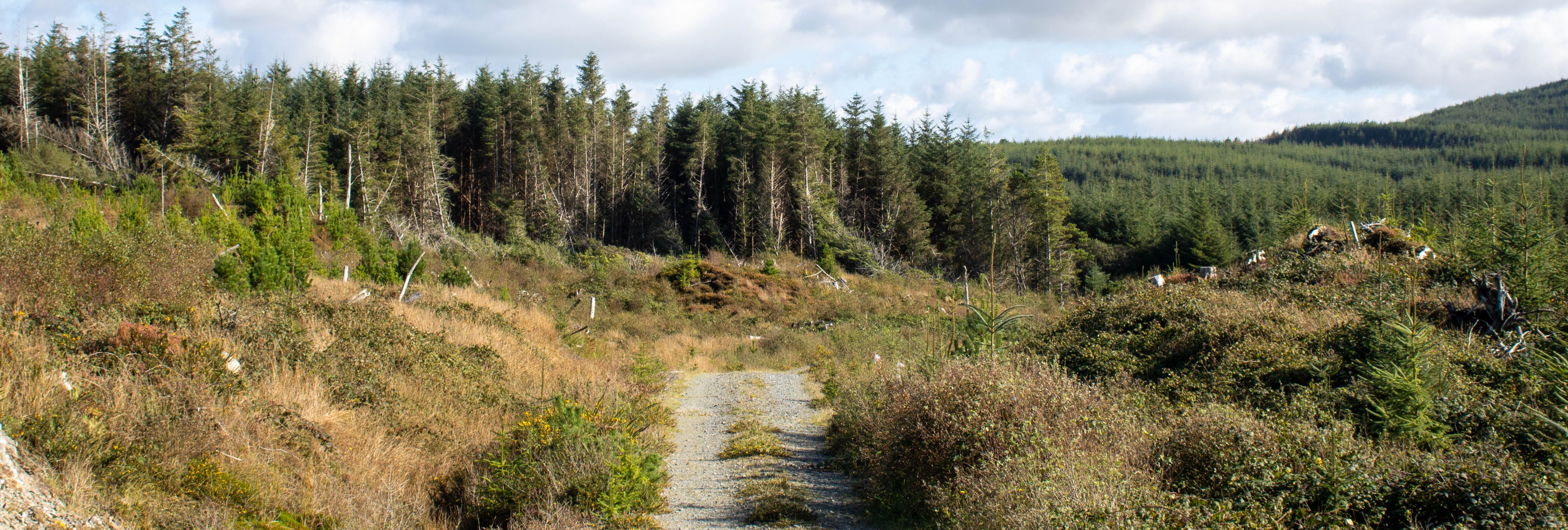 A gravel path leading through a grassy area towards a dense forest under a partly cloudy sky.