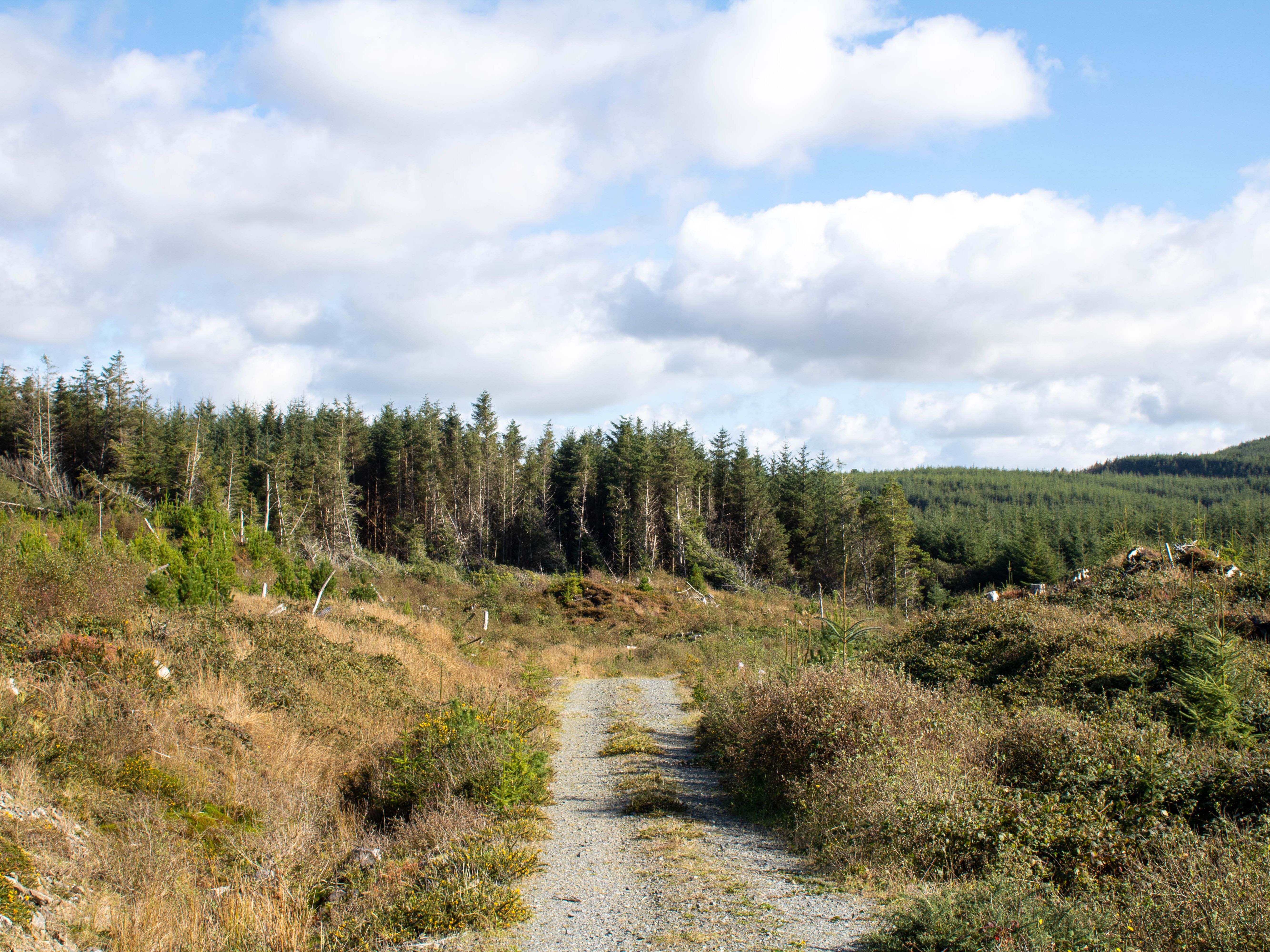 A gravel path leading through a grassy area towards a dense forest under a partly cloudy sky.