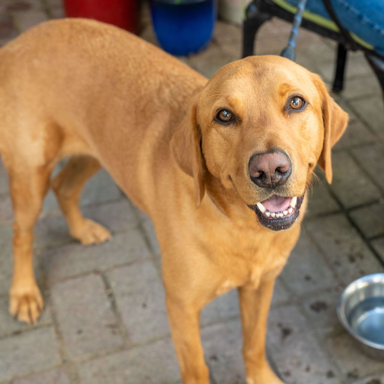 Happy Dog