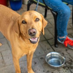 Happy Dog