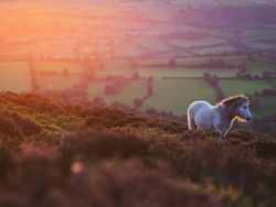 Dartmoor Pony