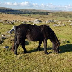 Dartmoor Pony