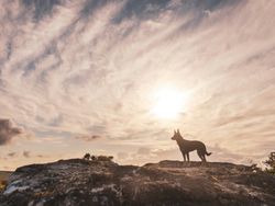 Dartmoor Dogs