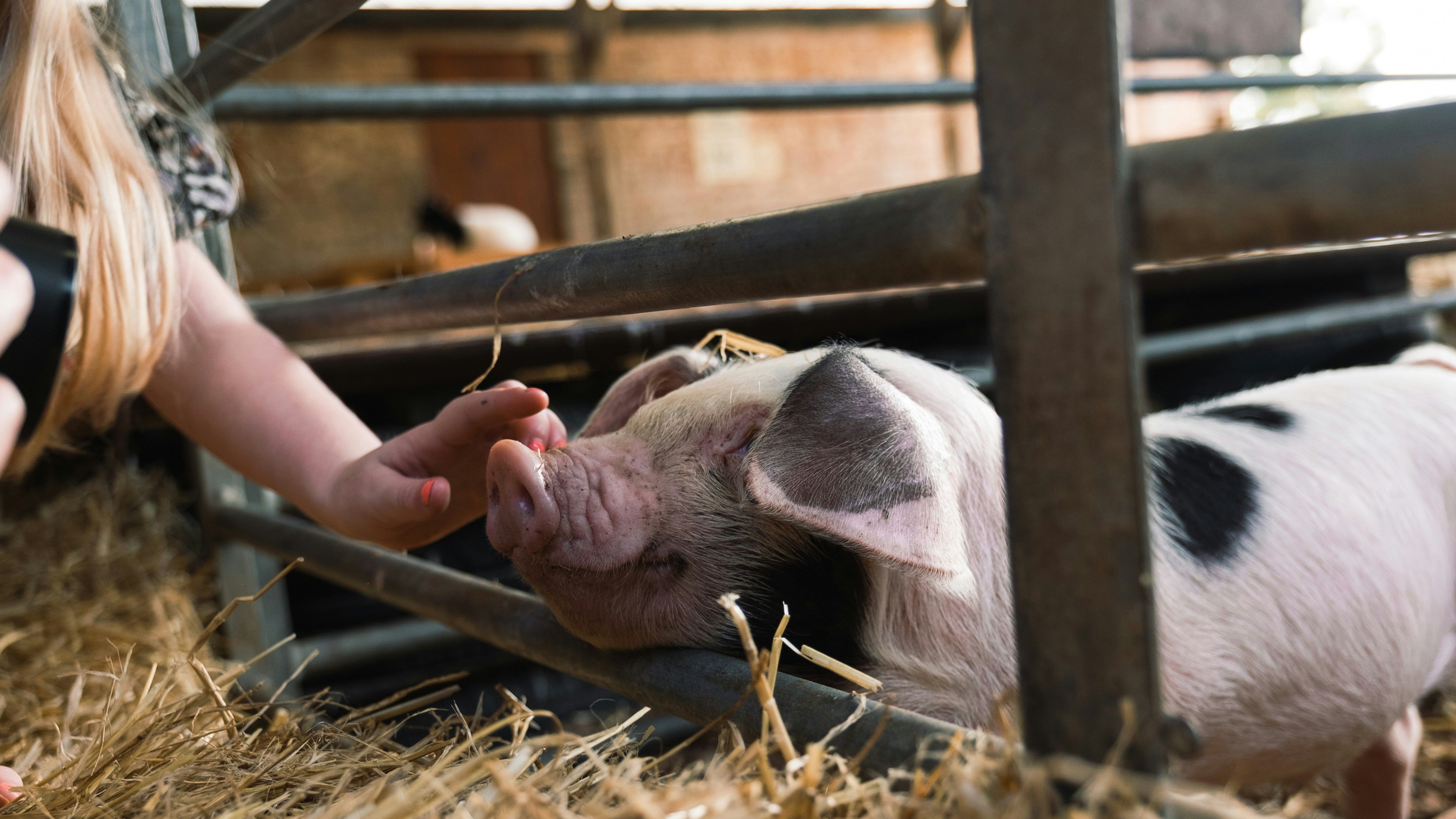 Petting zoo