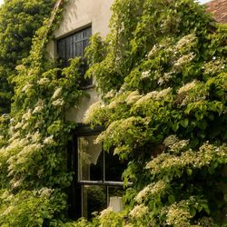 A house wall covered in lush green climbing plants with small white flowers.