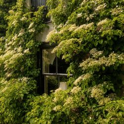 A house wall covered in lush green climbing plants with small white flowers.