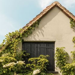 Cottage wall with climbing plants and closed black wooden window shutter