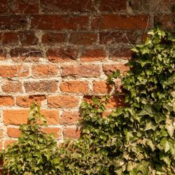 Old brick wall partially covered with green ivy