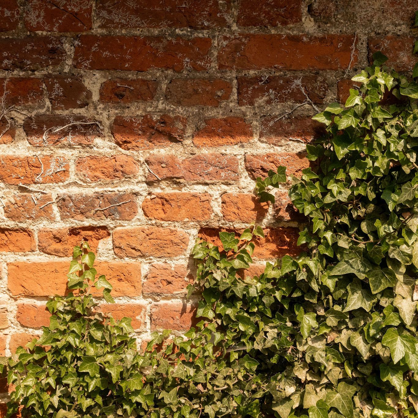 Old brick wall partially covered with green ivy