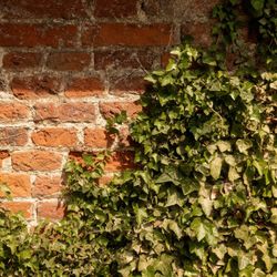 Old brick wall partially covered with green ivy