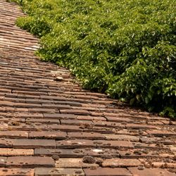 Old clay tile roof partially covered by green leafy vines