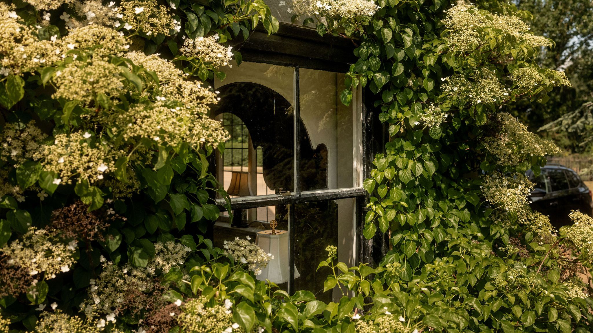 A window surrounded by lush green vines and clusters of small white flowers.