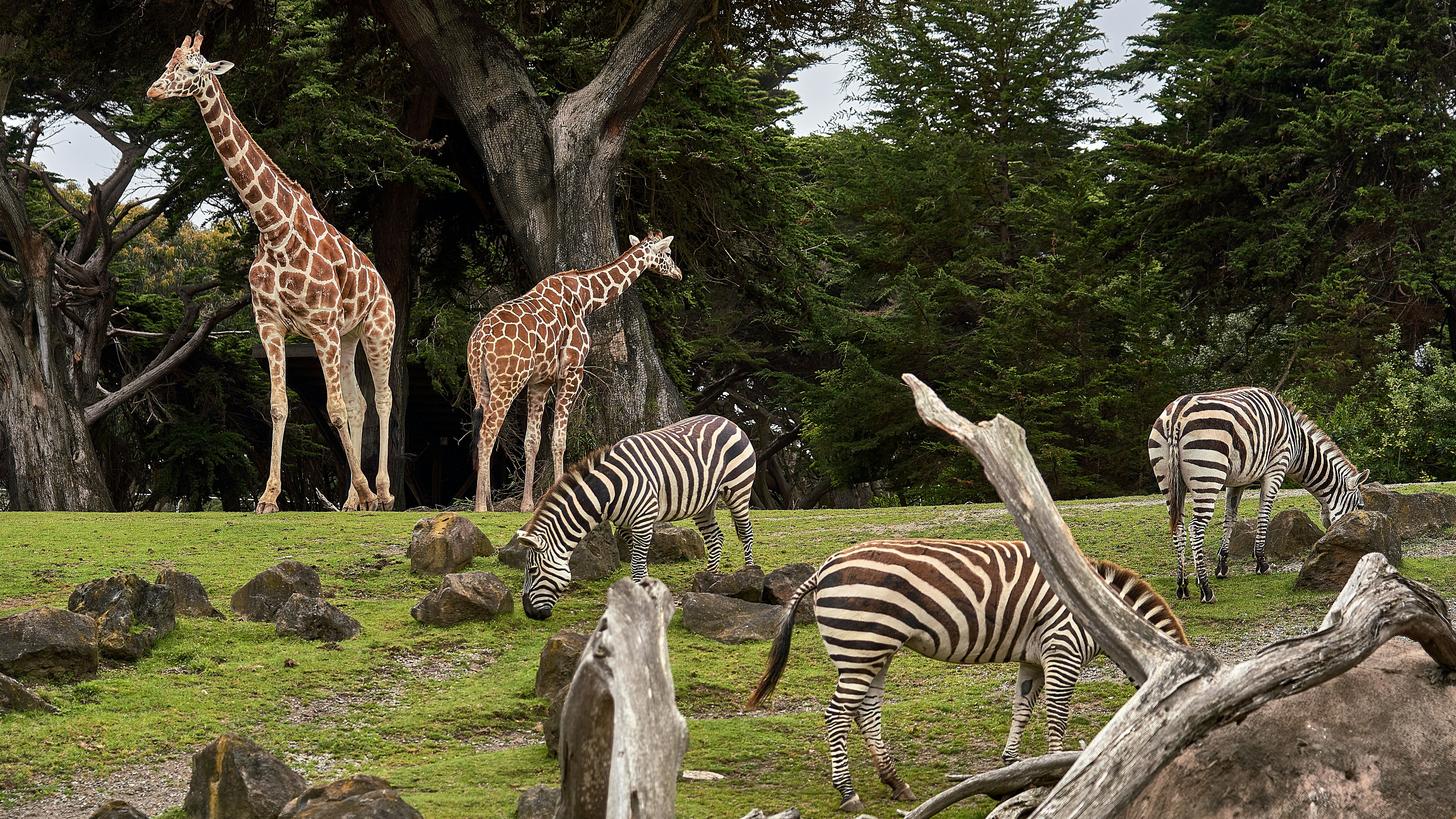 Giraffes and zebras grazing together in a grassy area with rocks and large trees