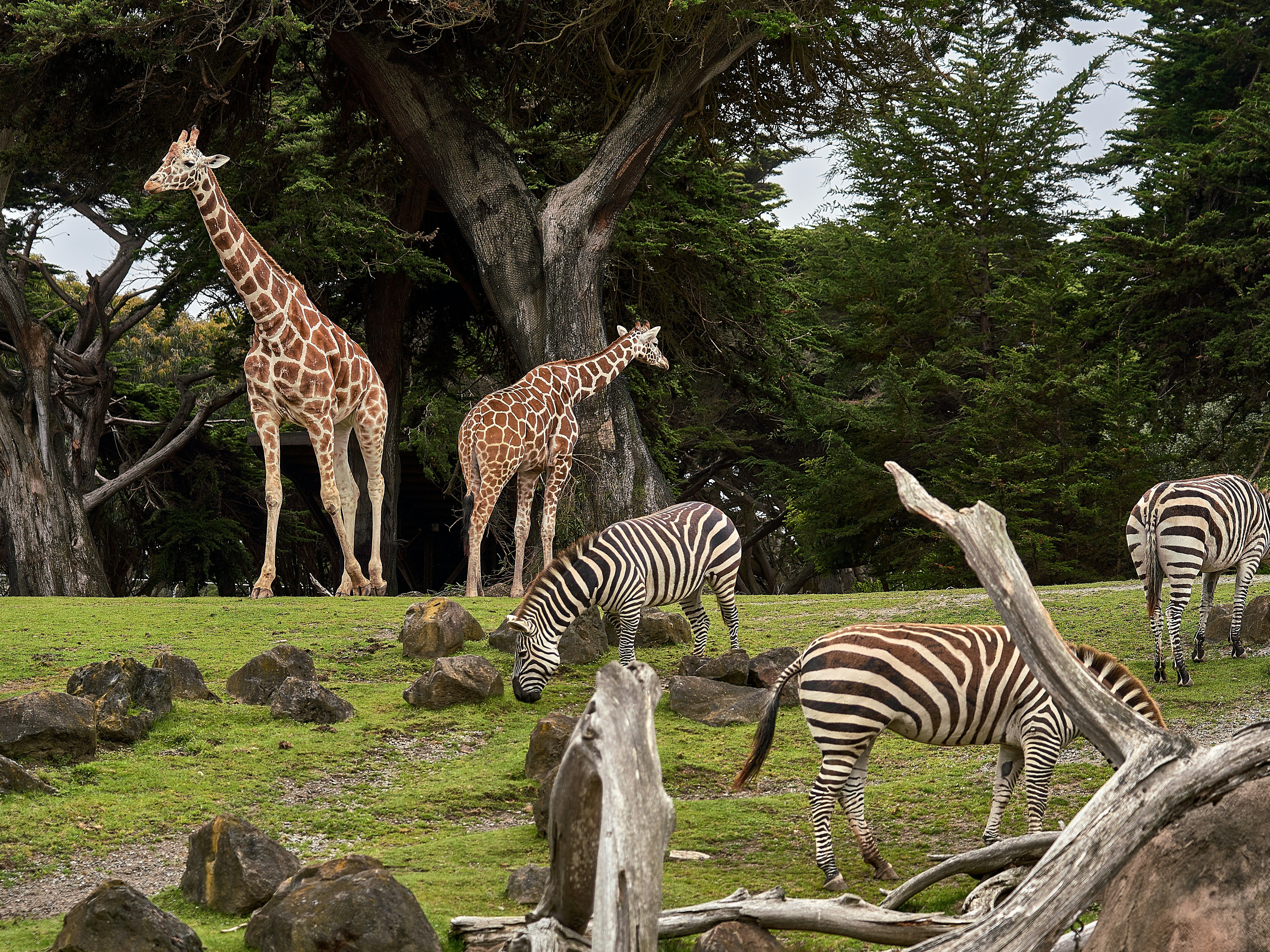 Giraffes and zebras grazing together in a grassy area with rocks and large trees