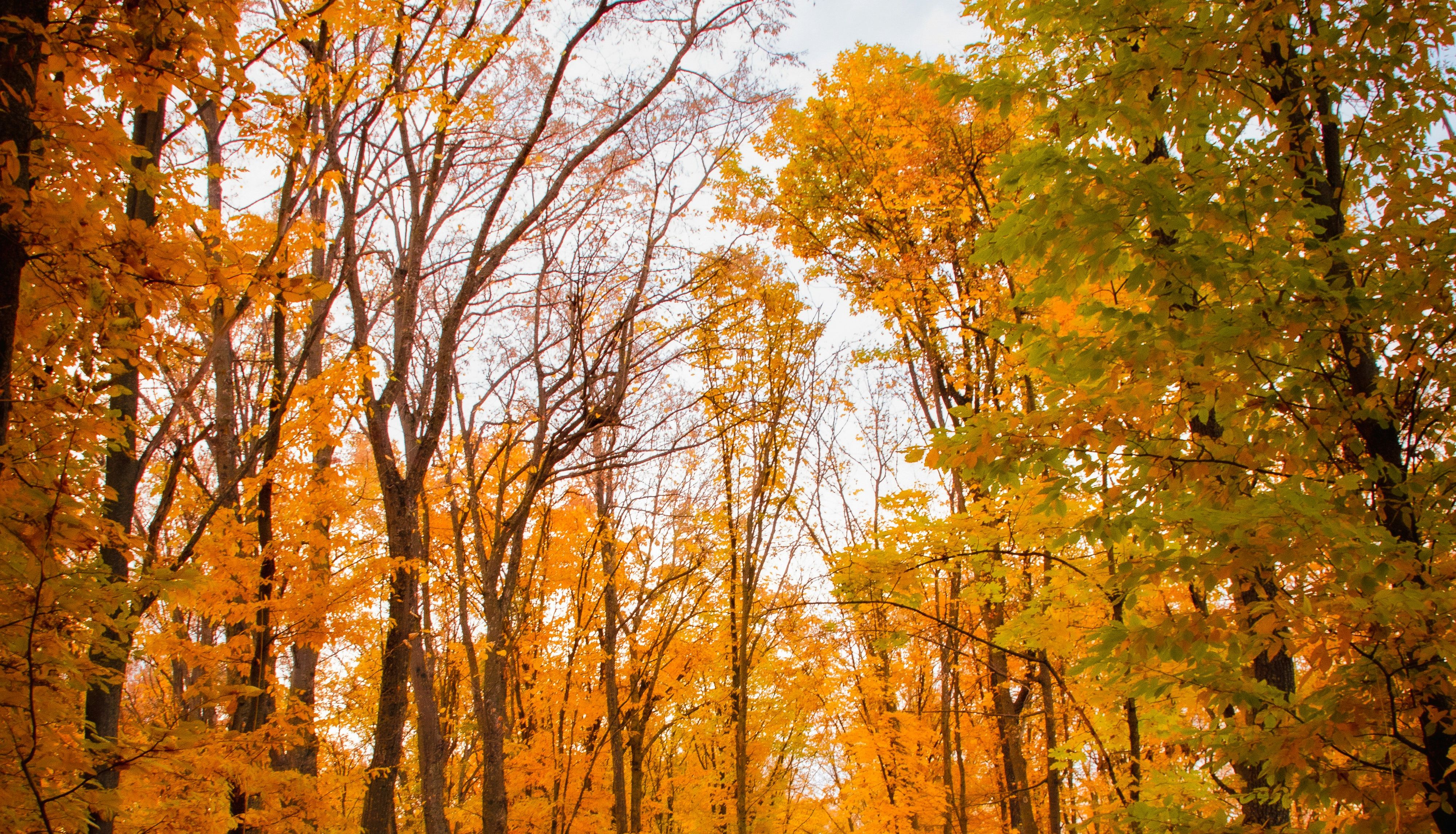 Autumn forest with orange and yellow leaves on the ground and trees