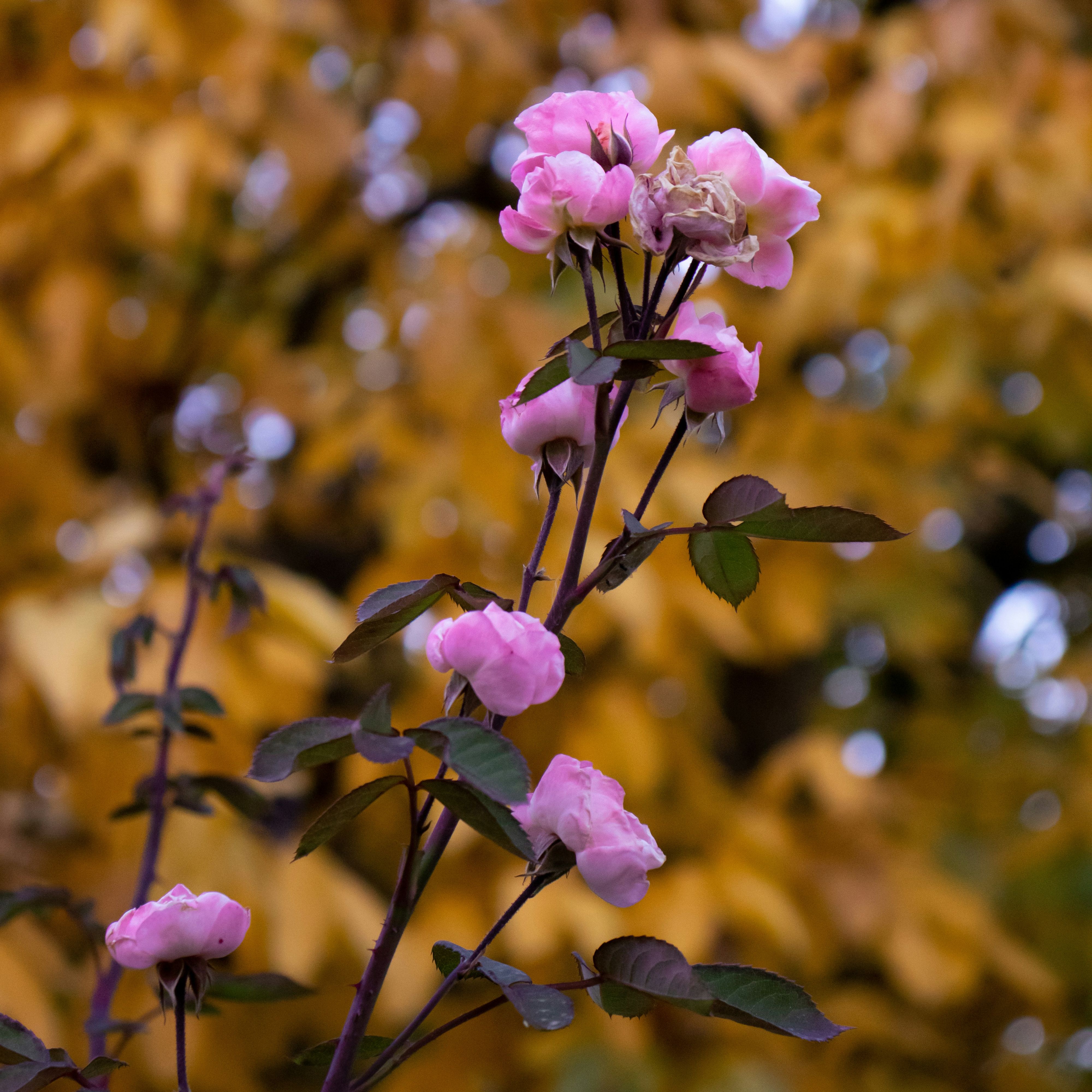 Pink roses blooming on a branch with a blurred background of yellow autumn leaves
