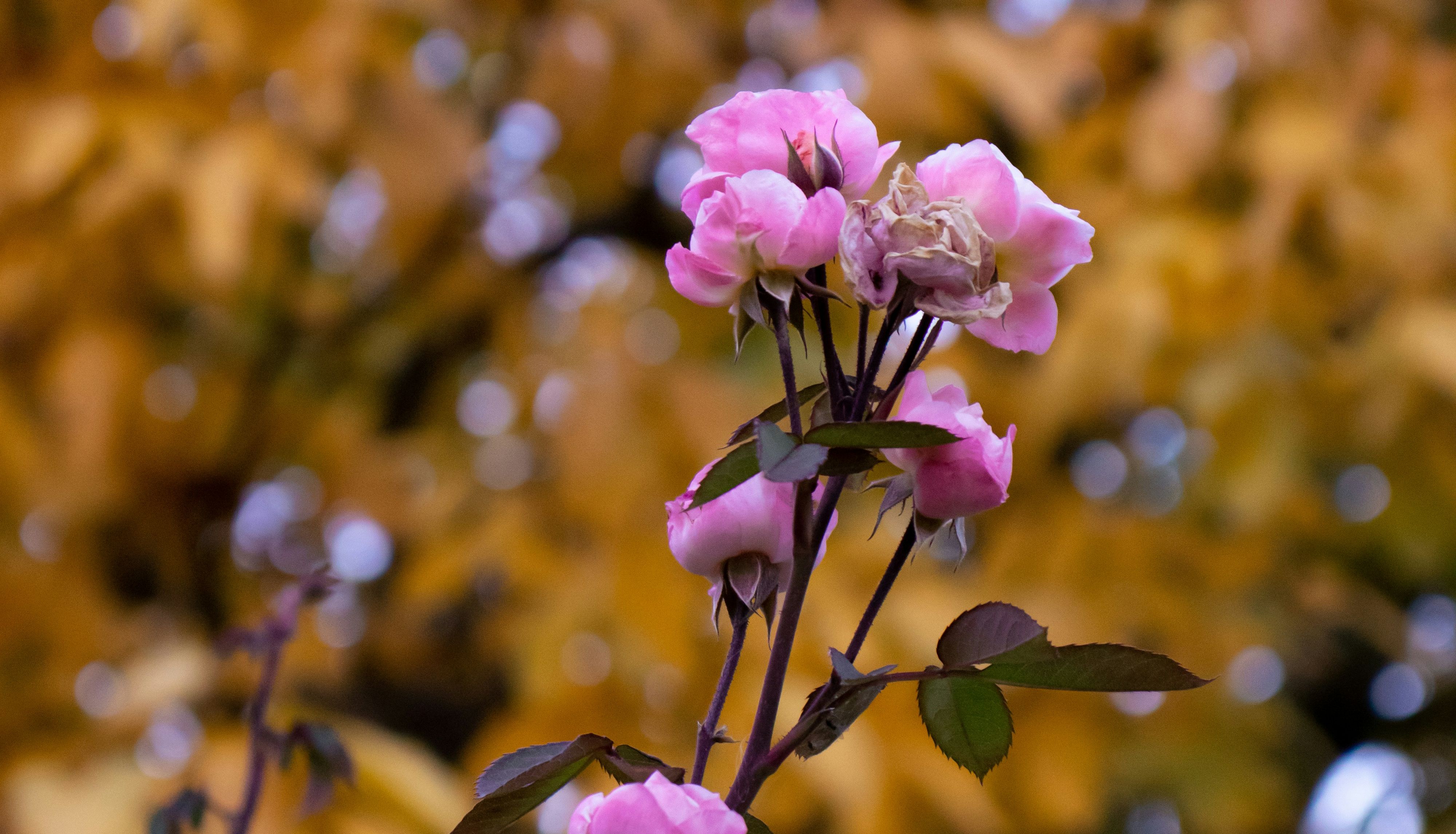 Pink roses blooming on a branch with a blurred background of yellow autumn leaves