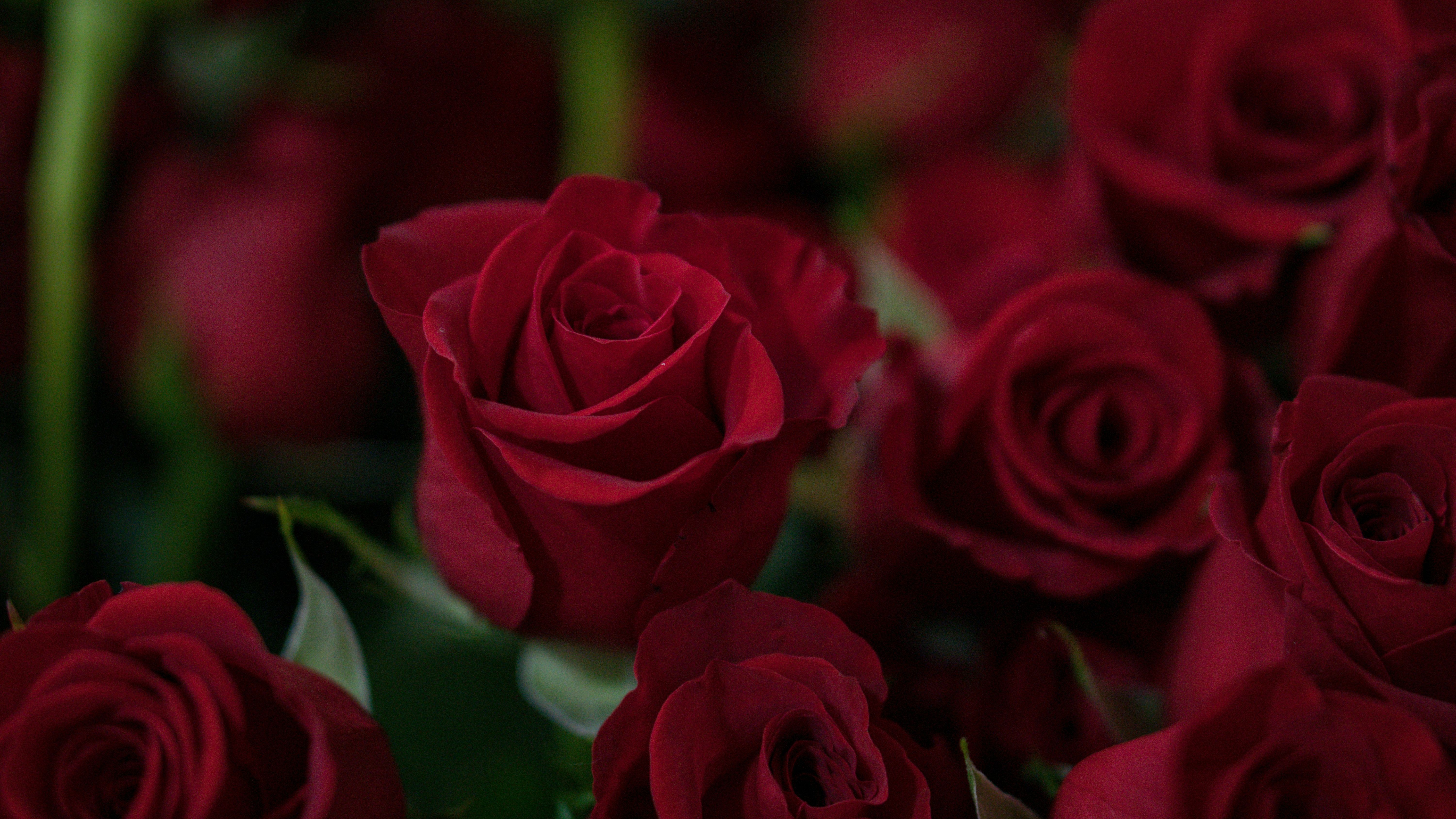 A close-up of several red roses with green stems and leaves visible.