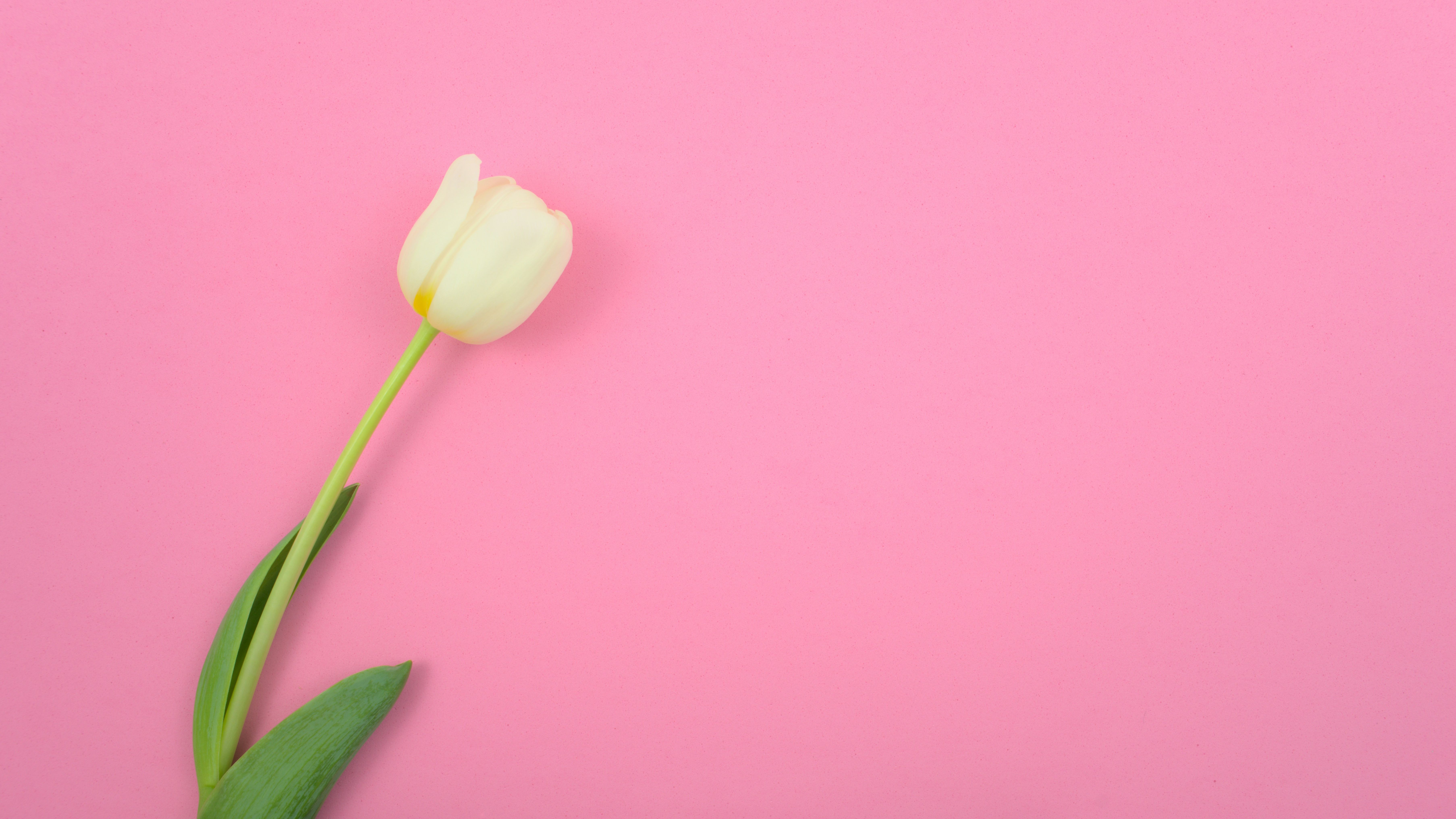 Single white tulip flower on a pink background