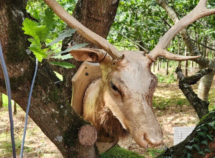 Taxidermy deer head mounted on a tree in a forested area, with a white plastic object and green foliage visible.