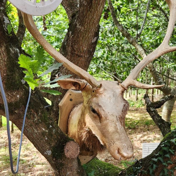 Taxidermy deer head mounted on a tree in a forested area, with a white plastic object and green foliage visible.