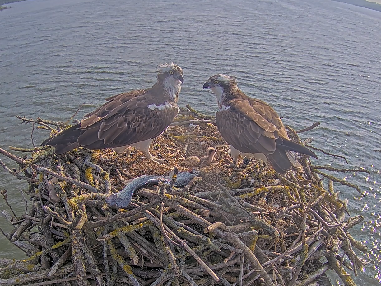 Osprey Cruise - 2025 - 2